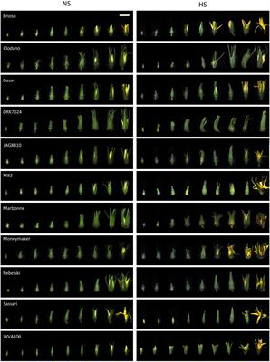 Various tomato cultivars display contrasting morphological and molecular responses to a chronic heat stress